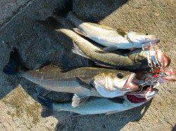 【釣れすぎハネ♪♪】南芦屋浜リアルタイム