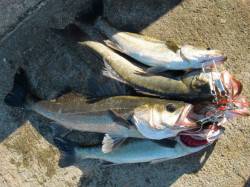 【釣れすぎハネ♪♪】南芦屋浜リアルタイム