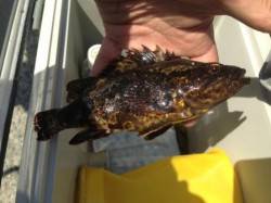 シラサエビでタケノコメバル！南芦屋浜