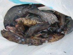 【楽しい小物釣り♪♪】南芦屋浜リアルタイム