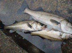 【大盛況です】南芦屋浜リアルタイム