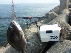 波止釣りの人気者！！