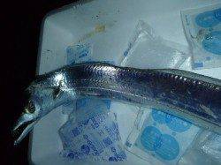 夜の兵突指の幅４本弱のタチウオ！