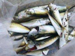 貝塚人工島フカセでグレ★