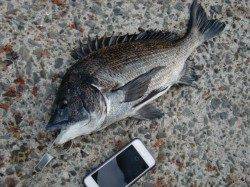 【釣り人多いです】南芦屋浜リアルタイム