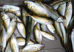 ★好釣☆豆アジ★　小サバやタコも！