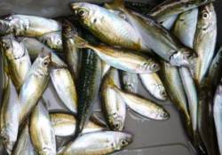 ★好釣☆豆アジ★　小サバやタコも！ 