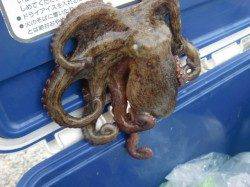 【大人気タコ＆サビキ】南芦屋浜リアルタイム