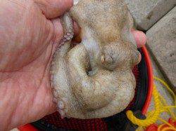 神戸空港ＲＴ　タコアジガシラ