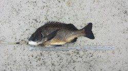 【エビ撒きで巨チヌ】芦屋のチヌ情報