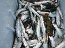 兵庫突堤ＲＴ　今朝もサビキ好調