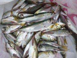 泉佐野食コン リアルタイム