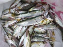  泉佐野食コン　リアルタイム