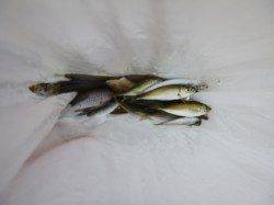 【アジュール小アジ好調！】ＲＴ