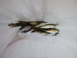 【アジュール小アジ好調！】ＲＴ