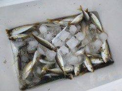 田ノ浦で出たっ!【タチウオ】!! 23日RT