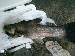 朝の北公園59cmのハネも!