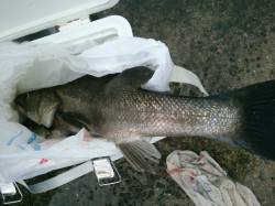 朝の北公園５９cmのハネも！ 