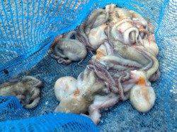 【お昼もタコがいい感じ】南芦屋浜