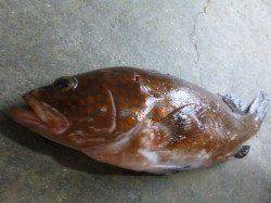 神戸空港　チヌにアコウだ