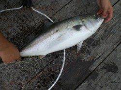 女性も活躍！堅田で鯛・シマアジ・青物大漁！