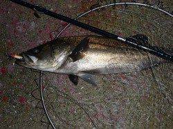 南芦屋浜、自己記録更新なシーバス♪