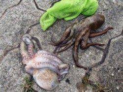 ☆タコキタ～☆泉大津　お昼ＲＴ　２７日