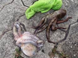 ☆タコキタ～☆泉大津　お昼ＲＴ　２７日