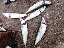 ☆小アジ好釣中☆泉大津お昼ＲＴ　２８日