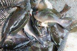 食コン中アジ★貝塚良型グレ