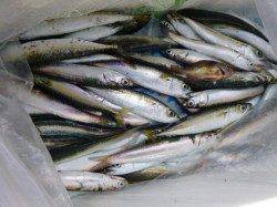 兵庫突堤 サビキ絶好調!!