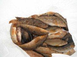 なぎさ公園でチヌ大爆釣♪泉大津RT　2日