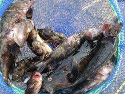 【大盛況】南芦屋浜リアルタイム