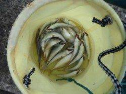 復活!砂上げ場!サバ回遊中♪泉大津RT30日