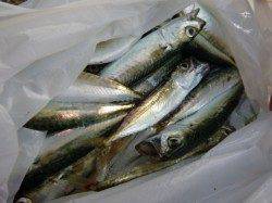 北公園 豚の脂身で