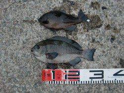 【イワシ爆釣だぁ♪】南芦屋浜リアルタイム