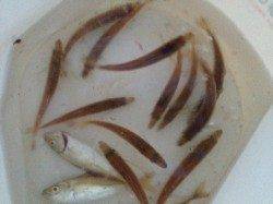 夕暮れからのアジュール舞子！！