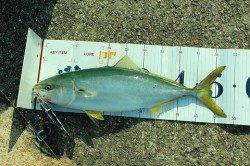 淡路島のショアジグでサバがきた♪♪ハマチも！