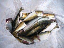 時合いは7時ごろ!?　泉大津RT　6日あさ