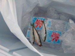 【釣れると楽しい】南芦屋浜リアルタイム