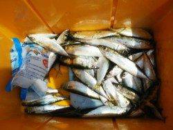 サビキで小サバ、そして!!泉大津RT　7日昼