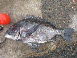 兵突でアコウとチヌも！