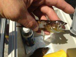 シラサエビでタケノコメバル！南芦屋浜