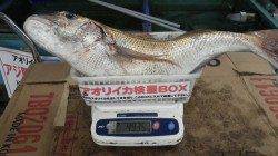 みなべ地磯　フカセでマダイ78cm4935g