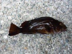 波止釣りの人気者！！