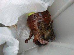 【雨の影響なし!?】南芦屋浜リアルタイム