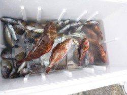 【アジ、イワシ好調！】アジュール舞子ＲＴ