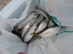 【大人気タコ＆サビキ】南芦屋浜リアルタイム