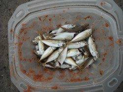 豆アジの時合は明け方に☆泉大津RT23日・朝