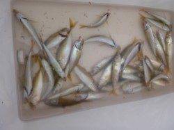 神戸空港ＲＴ　タコアジガシラ